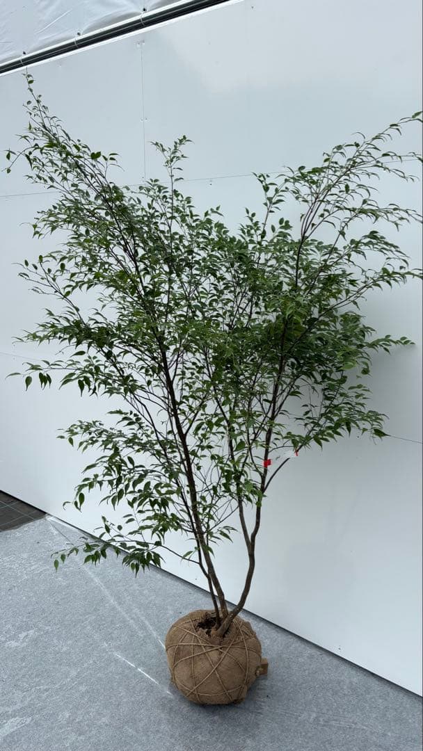 猫山 美しい樹形が魅力的 山採り ハイノキ 株立 643 樹高1.8m位