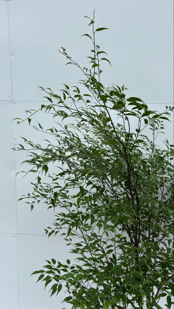 猫山 美しい樹形が魅力的 山採り ハイノキ 株立 643 樹高1.8m位