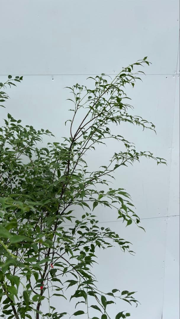 猫山 美しい樹形が魅力的 山採り ハイノキ 株立 643 樹高1.8m位