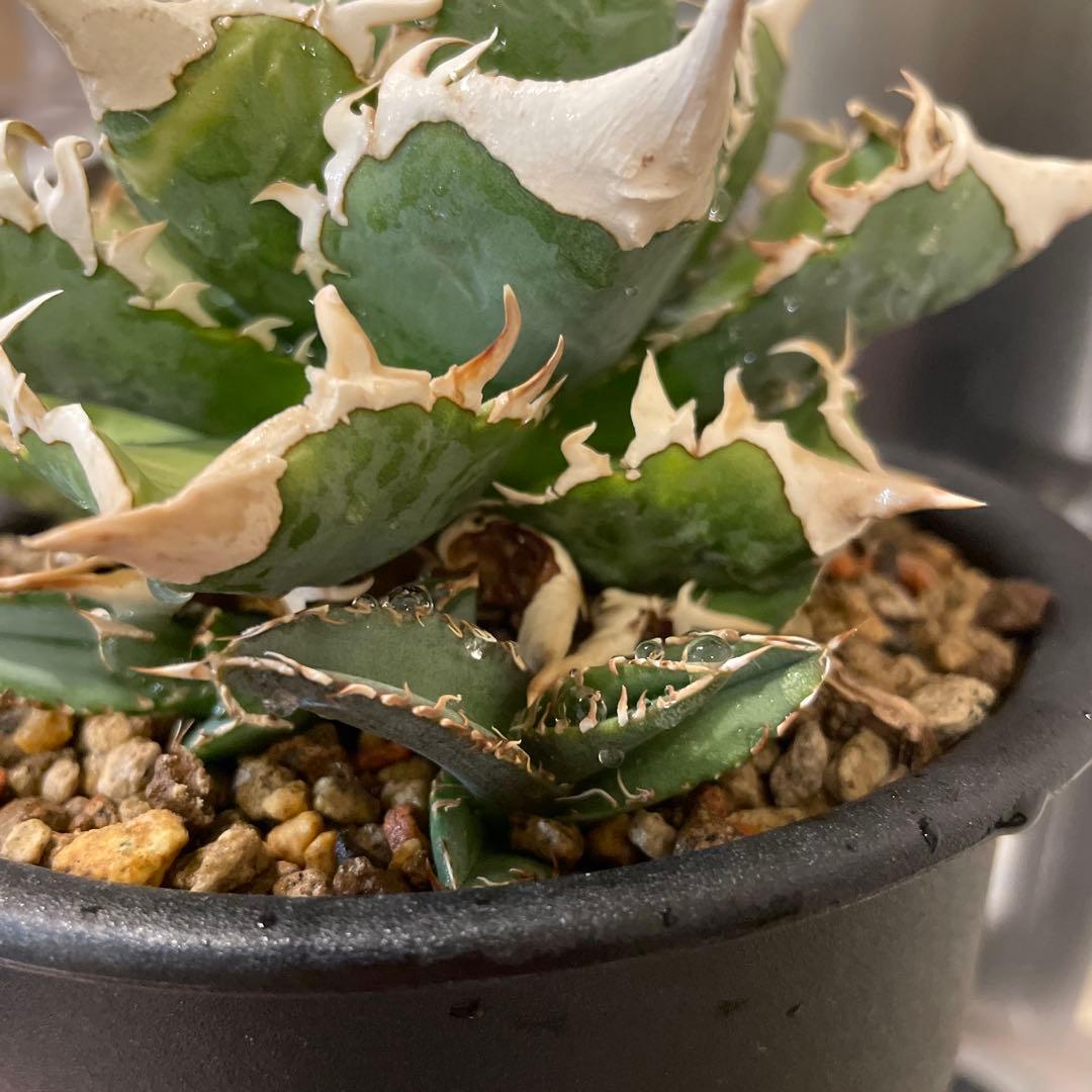 アガベ 特選 大白鯊 親株 子株大量セット ホホジロザメ　白豪刺　チタノタ