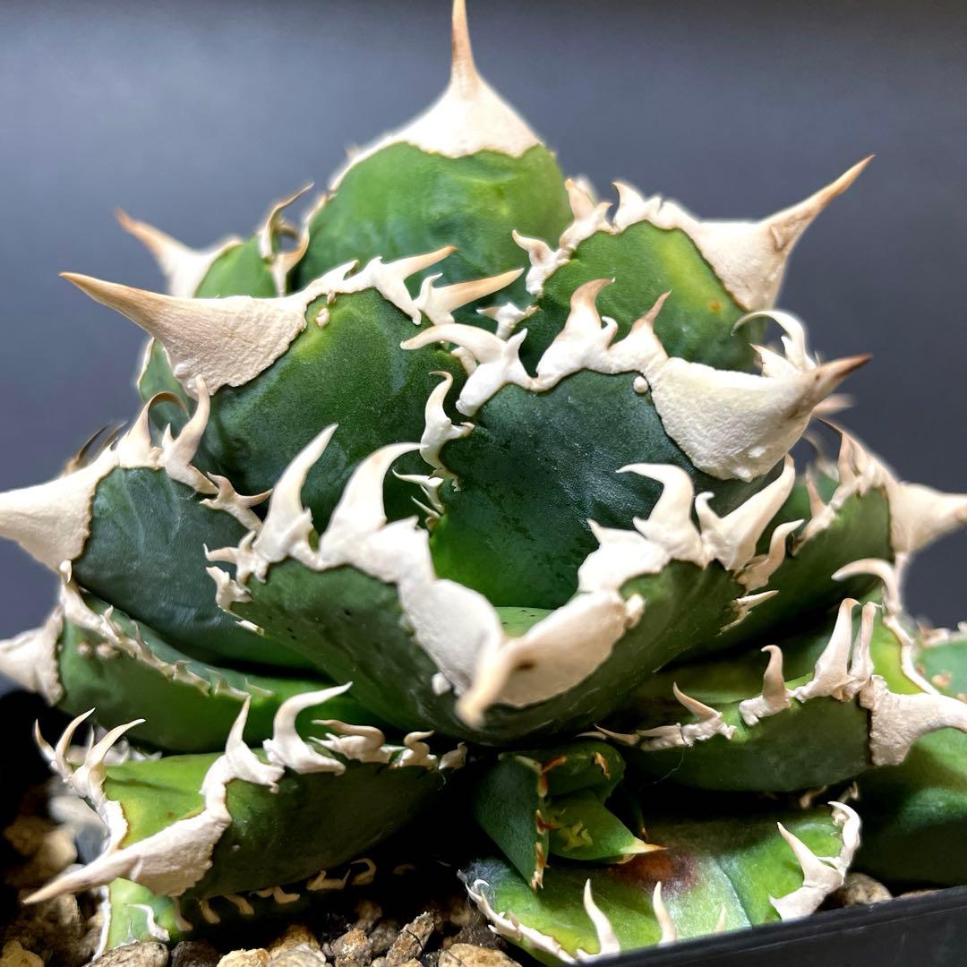 アガベ 特選 大白鯊 親株 子株大量セット ホホジロザメ　白豪刺　チタノタ