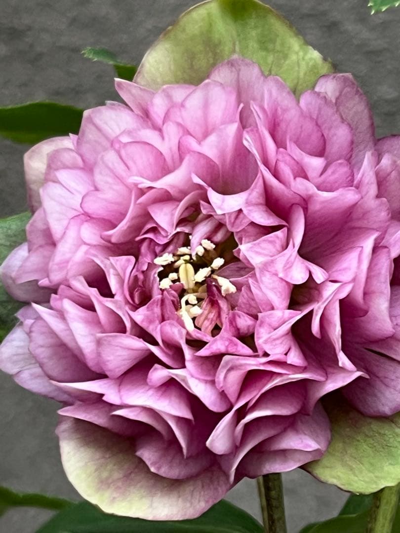 クリスマスローズ　超多弁