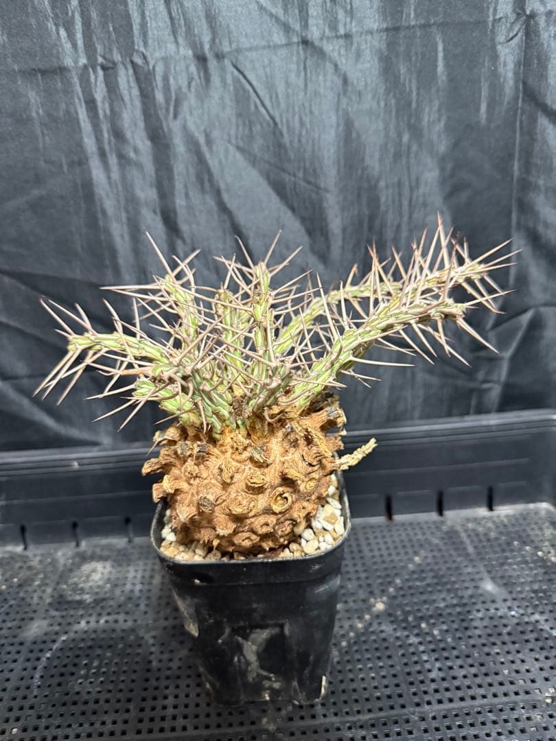 ユーフォルビア　アクチノクラダ