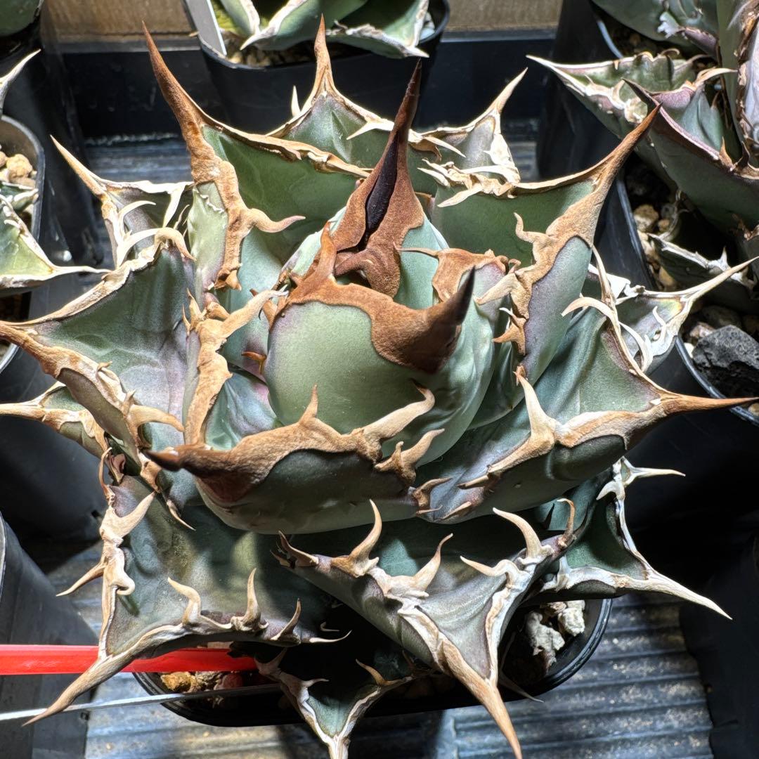 アガベ　オテロイ　実生　選抜　オアハカ　FO フィリグリー クラウン　チタノタ