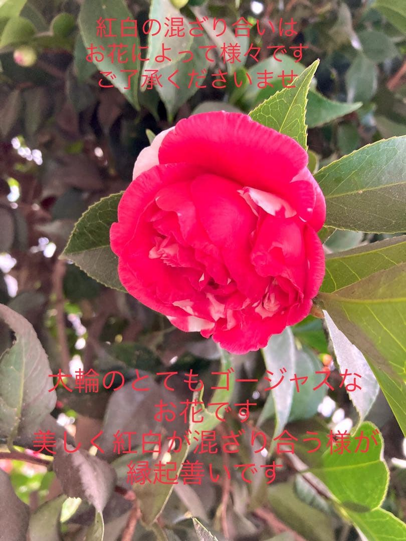 縁起物＊節分飾り＊超希少種【椿/ベティシーフィールドシュープリーム/切り花2本】