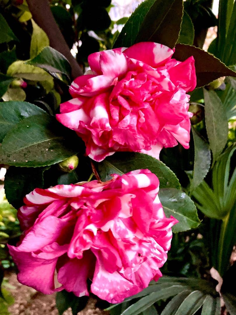 縁起物＊節分飾り＊超希少種【椿/ベティシーフィールドシュープリーム/切り花2本】