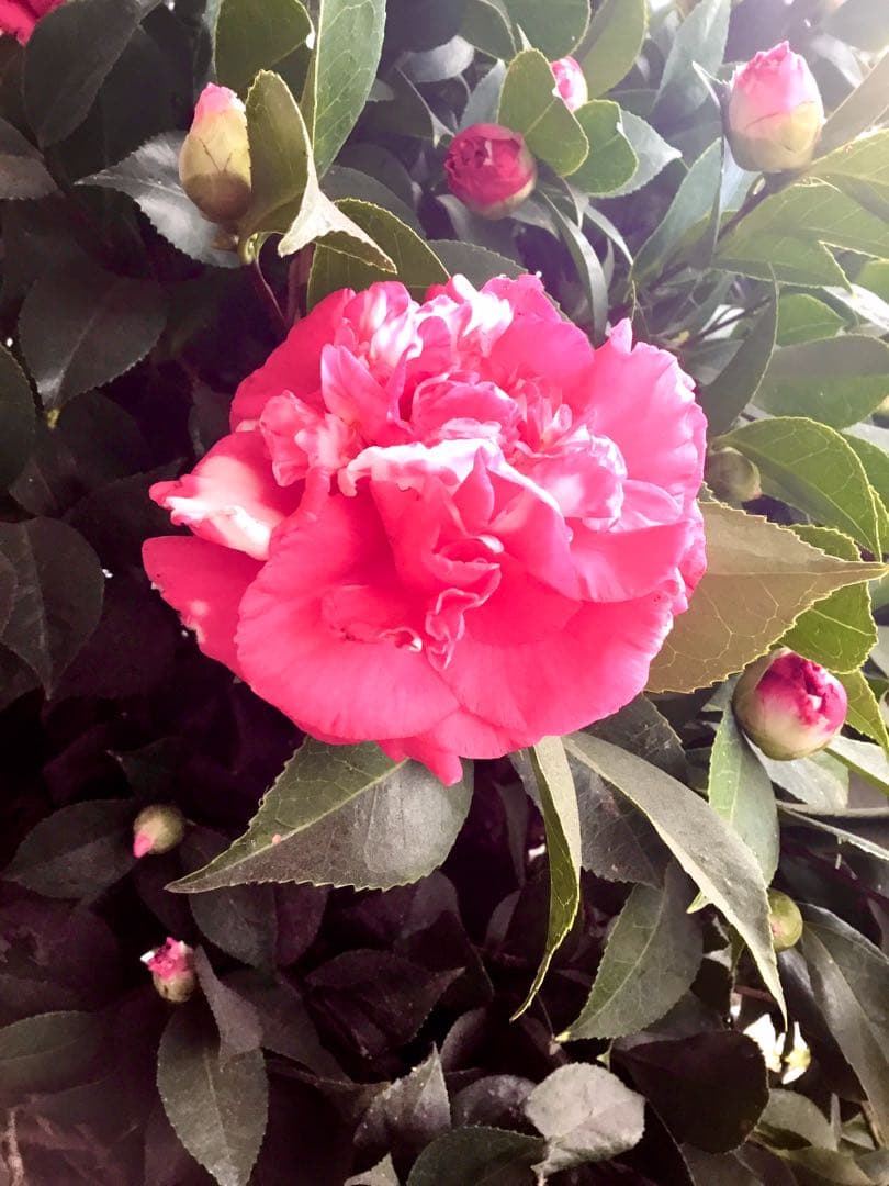 縁起物＊節分飾り＊超希少種【椿/ベティシーフィールドシュープリーム/切り花2本】