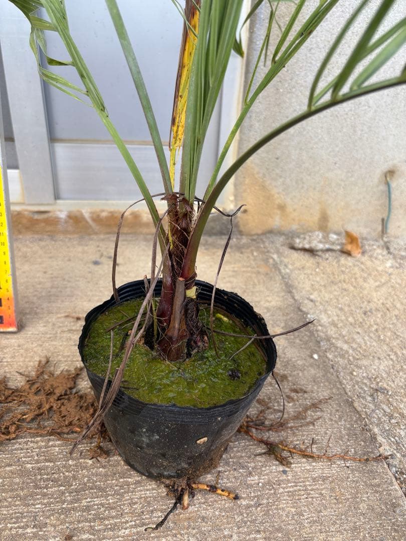 <在庫整理SALE>ココスヤシ苗　5本セット　耐寒性ヤシB