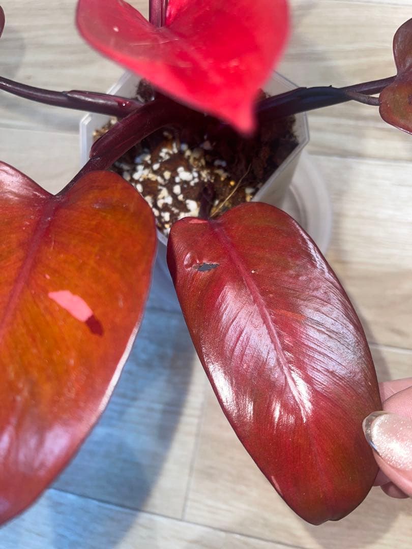 希少‼️濃赤美株‼️フィロデンドロンパーシモンプリンセス