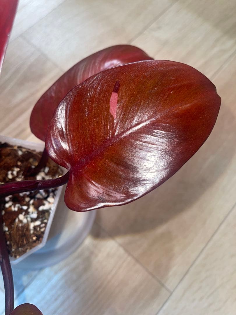 希少‼️濃赤美株‼️フィロデンドロンパーシモンプリンセス