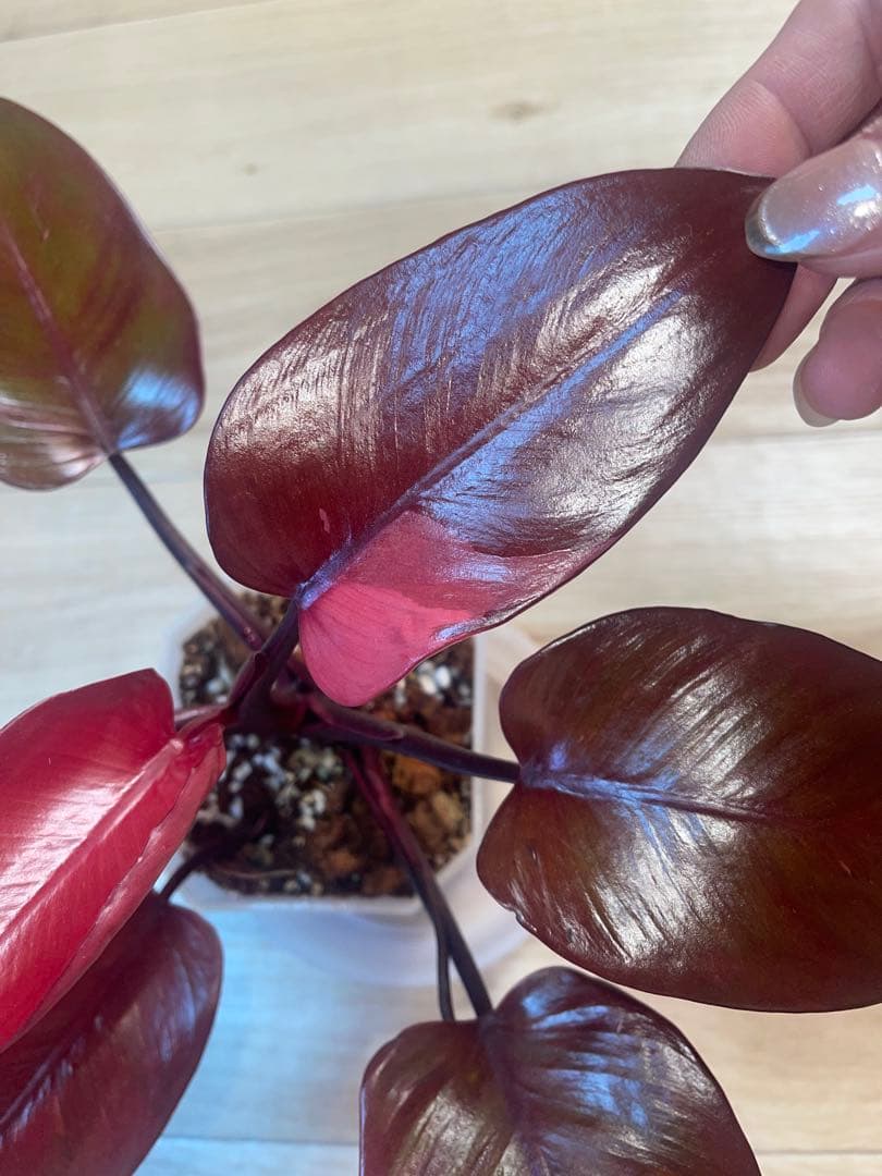 希少‼️濃赤美株‼️フィロデンドロンパーシモンプリンセス