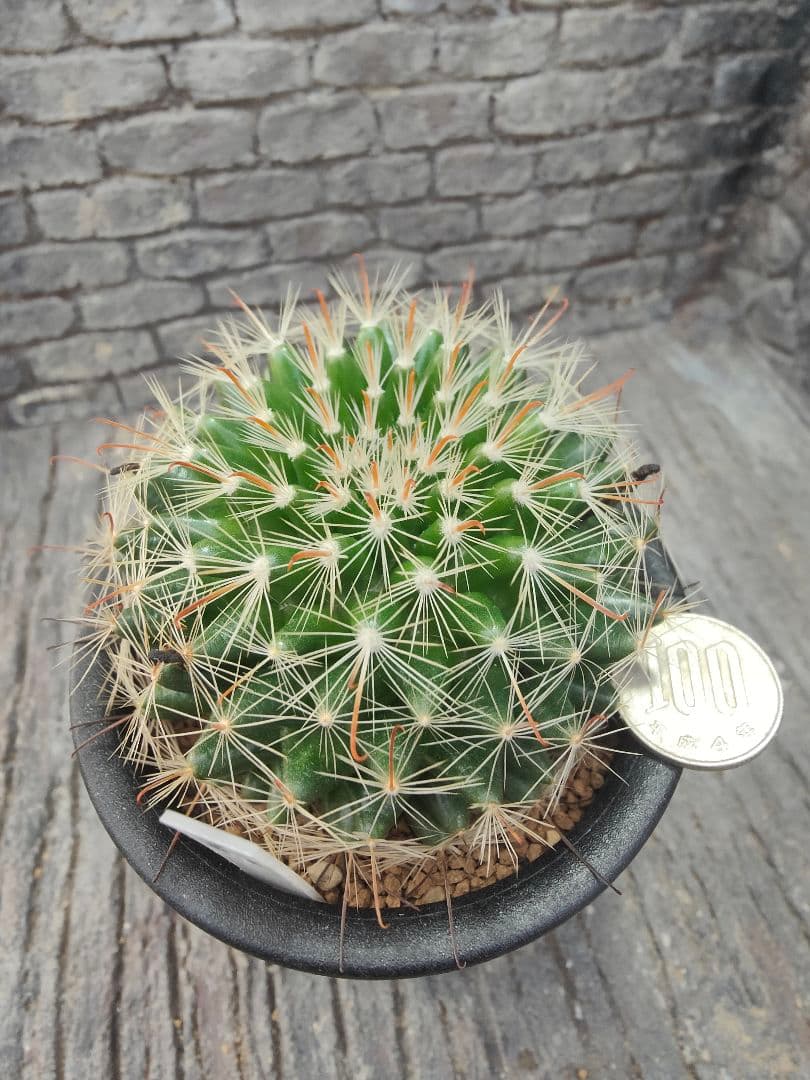 サボテン　激レア　マミラリア属　ヘイディアエ　輸入種子　実生