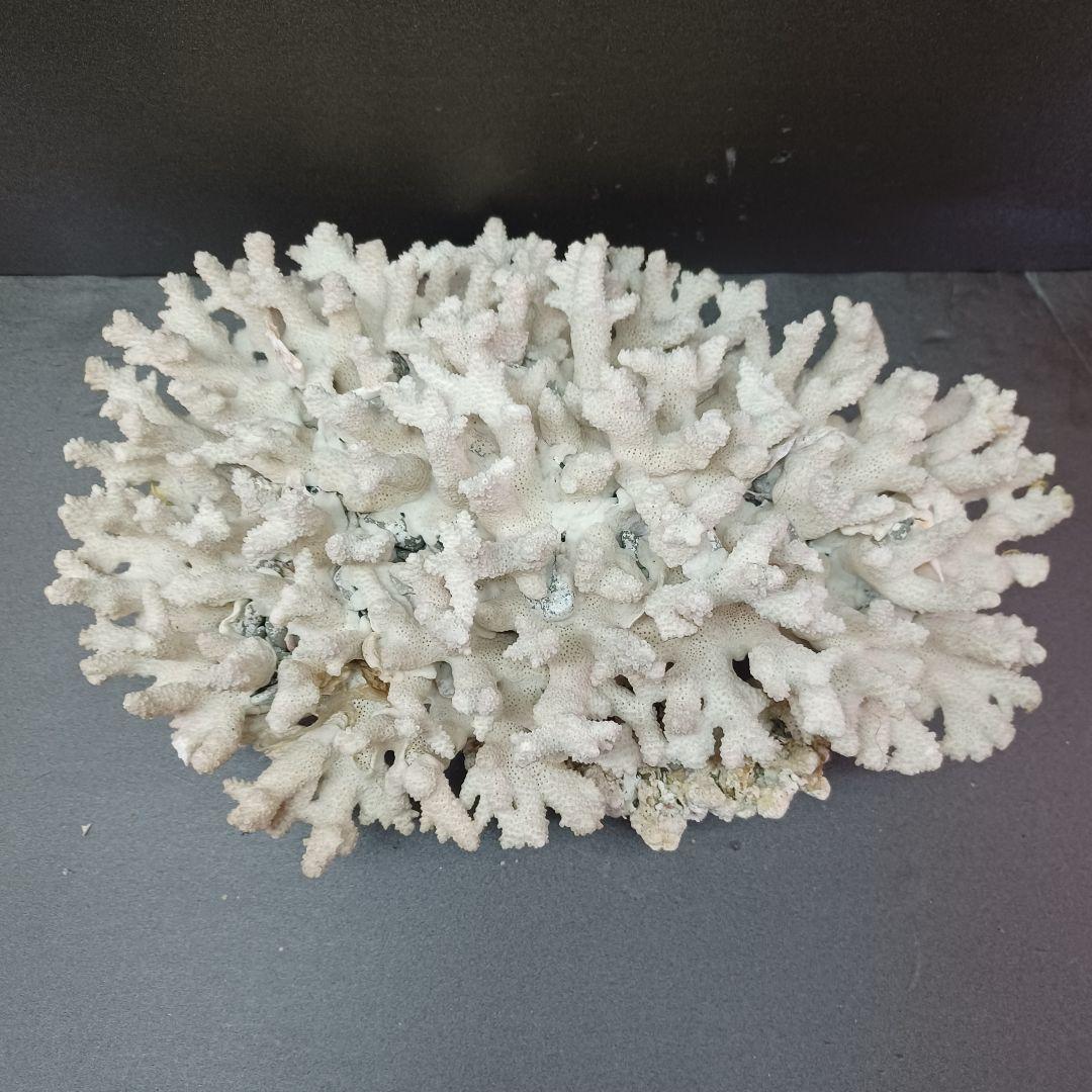 MURANO Salviati ムラノ サルヴィアーティ レース プレート 大皿