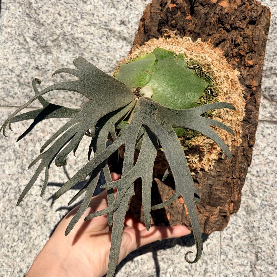 ビカクシダ willinckii jenny tc