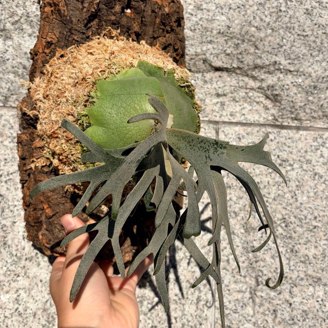 ビカクシダ willinckii jenny tc