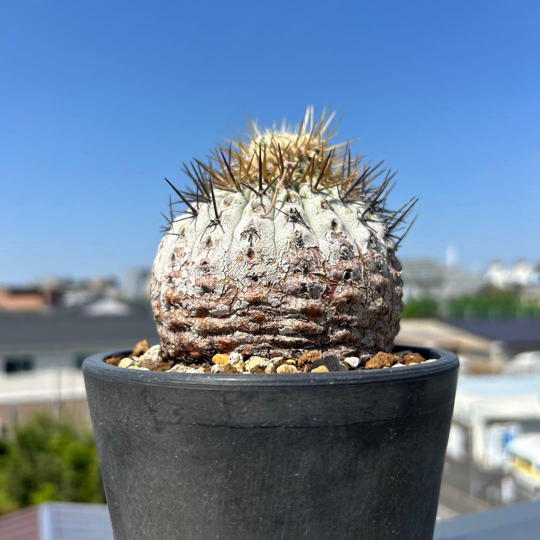 コピアポア黒王丸もしくは孤竜丸