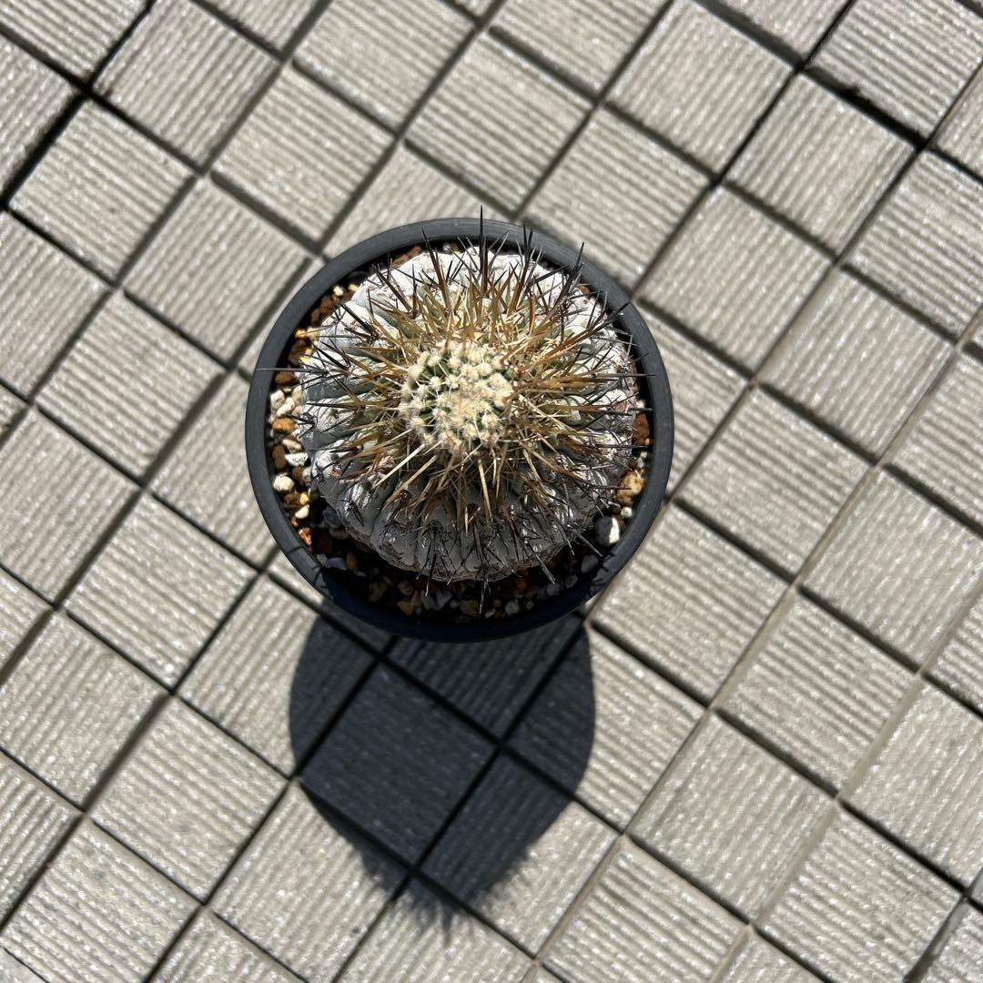 コピアポア黒王丸もしくは孤竜丸