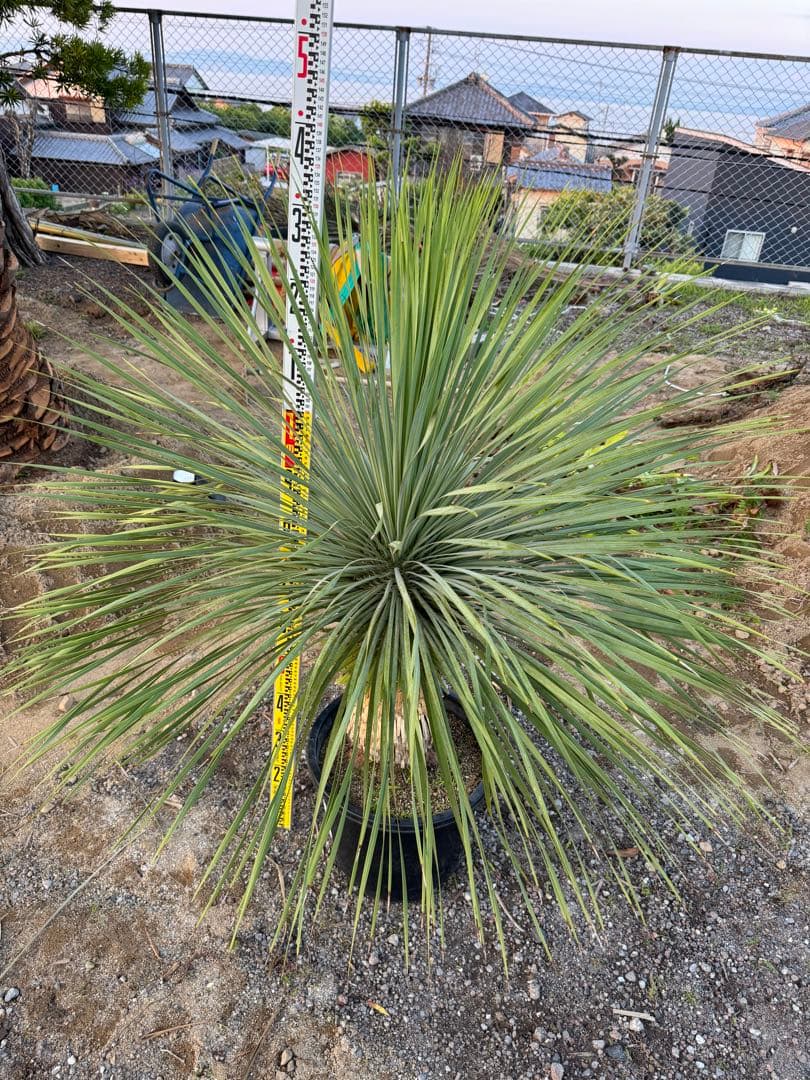 ユッカ、ロストラータ