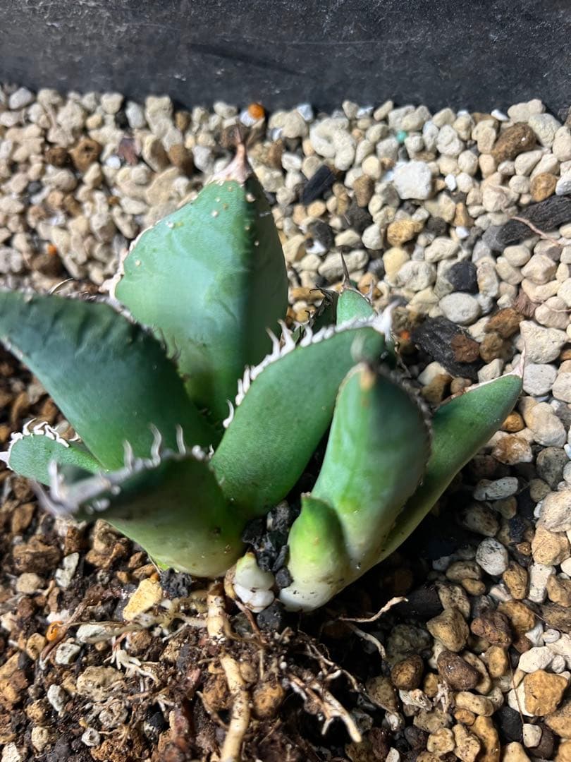 麻花龍　子株　アガベ　　plants by frame