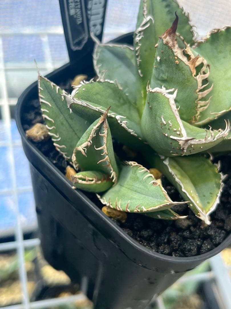 麻花龍　子株　アガベ　　plants by frame