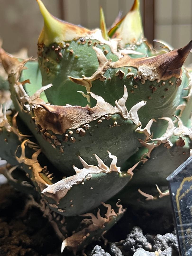 麻花龍　子株　アガベ　　plants by frame