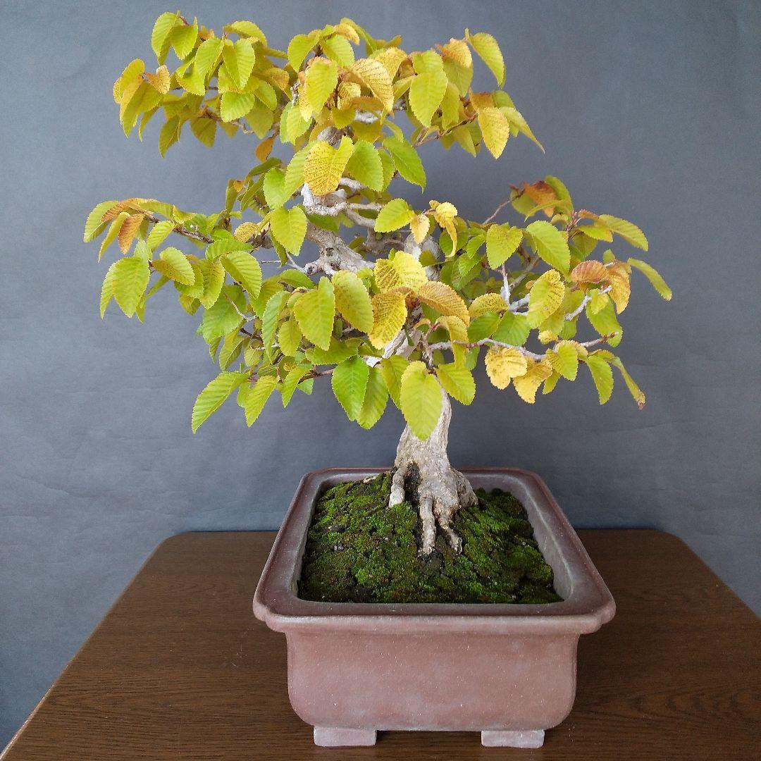 イワシデ盆栽 (岩四手盆栽)