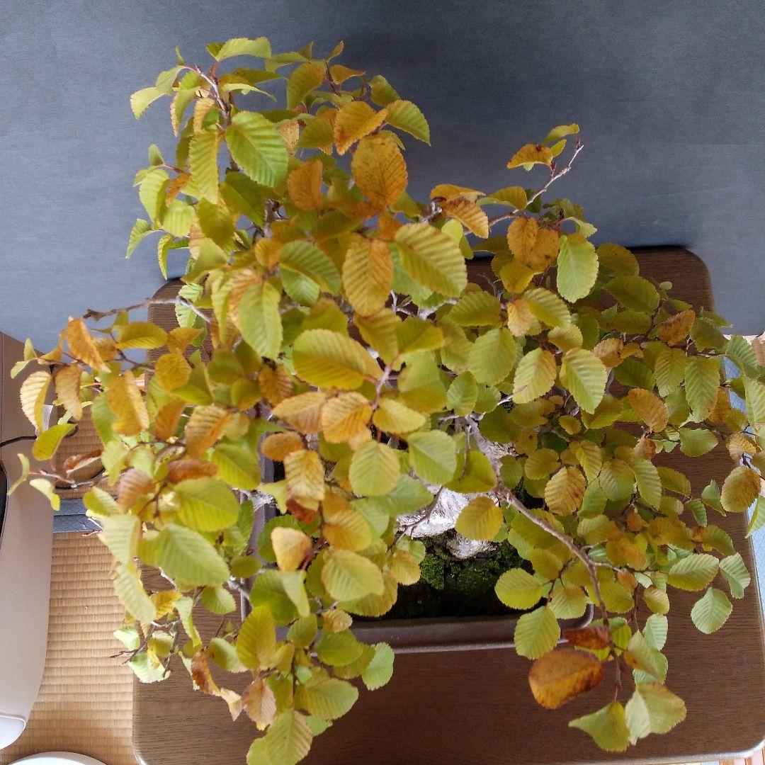 イワシデ盆栽 (岩四手盆栽)