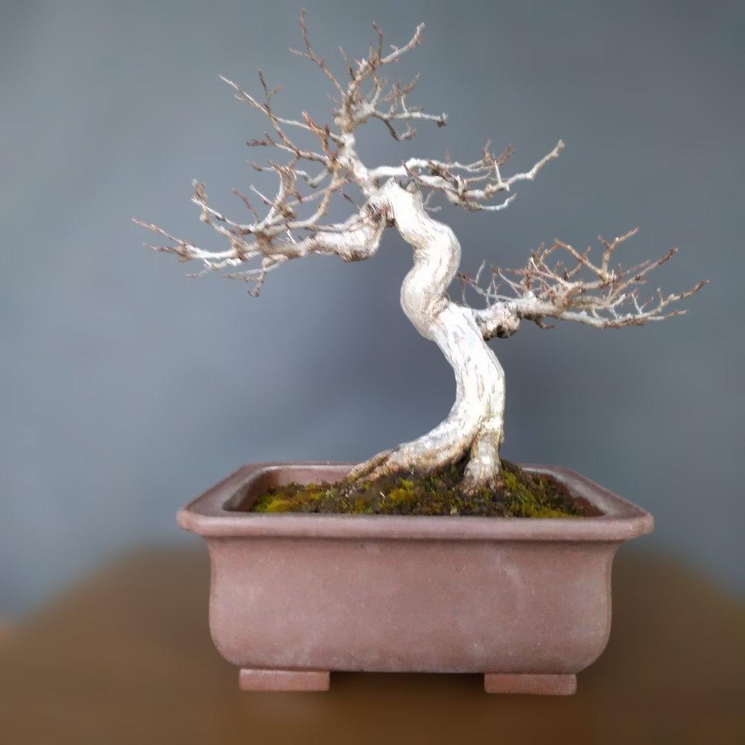 イワシデ盆栽 (岩四手盆栽)