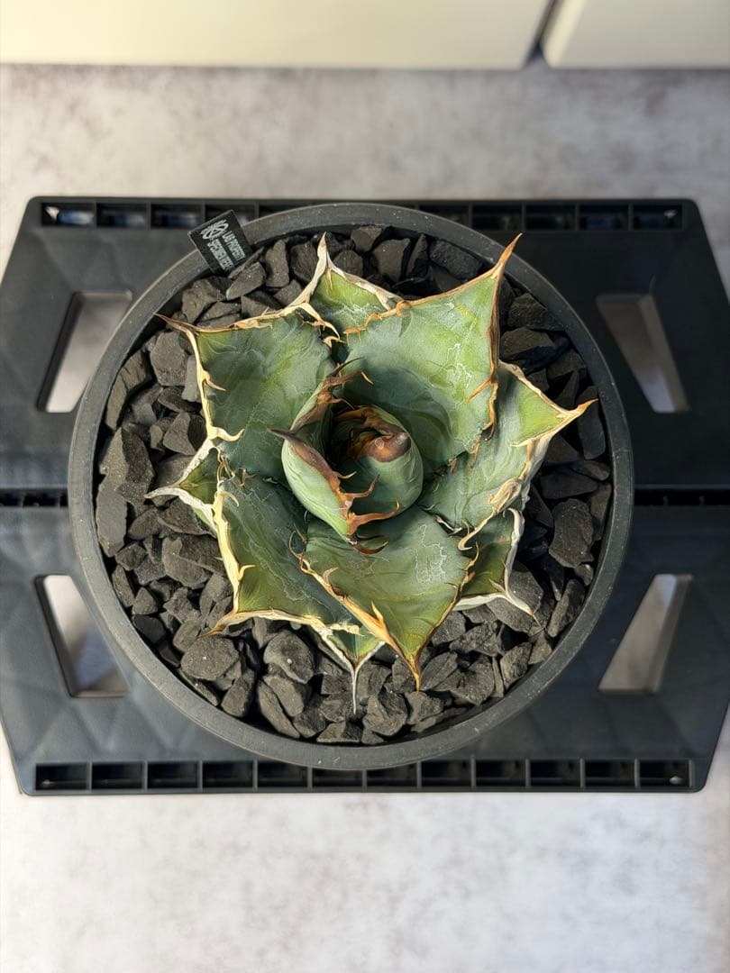 アガベ　オアハカ　オテロイ