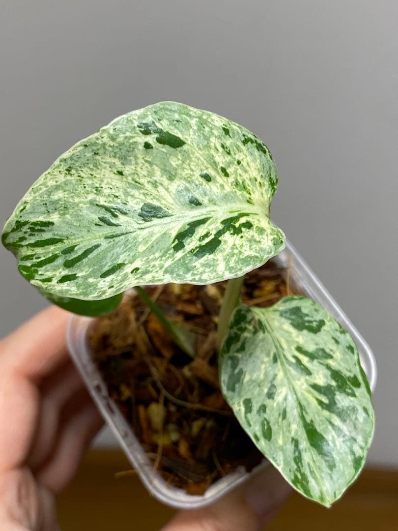【全葉斑入り‼️】モンステラ　デリシオーサ　バルバソー　フシギダネ/ベトシオーサ