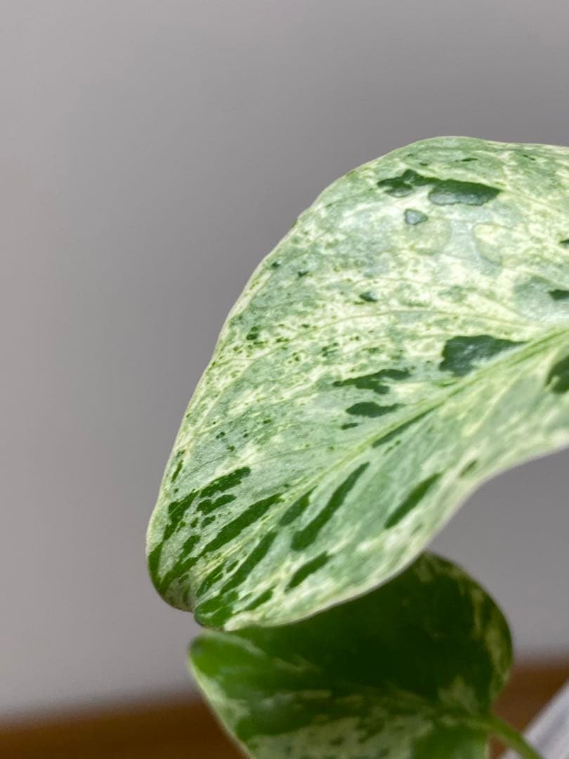 【全葉斑入り‼️】モンステラ　デリシオーサ　バルバソー　フシギダネ/ベトシオーサ