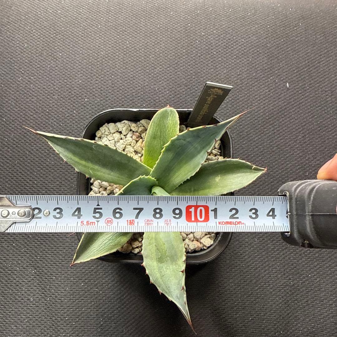アガベ　オバティフォリア　オランカ