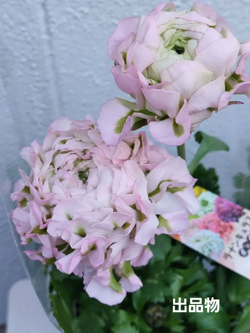 レア色　ラナンキュラス　ポンポン『ハーマイオニー』５号【大苗】2鉢セット