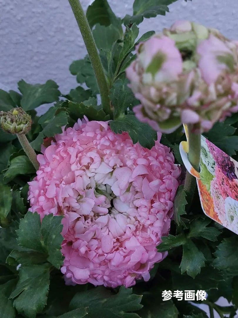 レア色　ラナンキュラス　ポンポン『ハーマイオニー』５号【大苗】2鉢セット