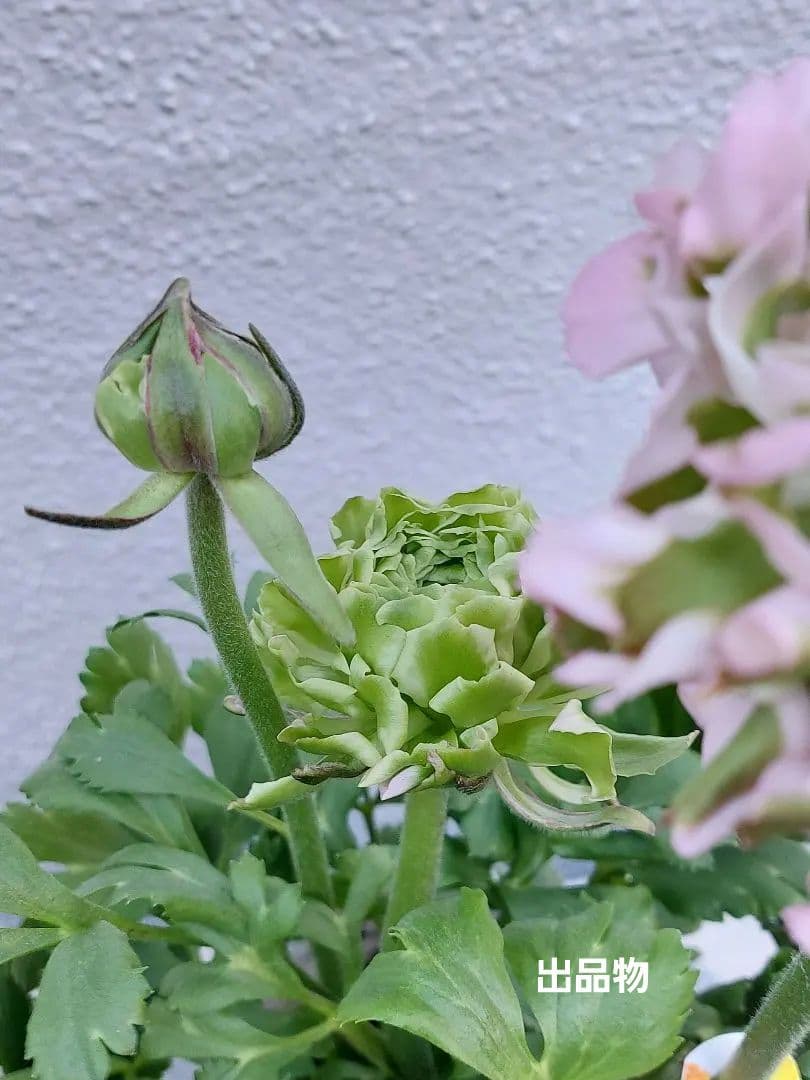 レア色　ラナンキュラス　ポンポン『ハーマイオニー』５号【大苗】2鉢セット