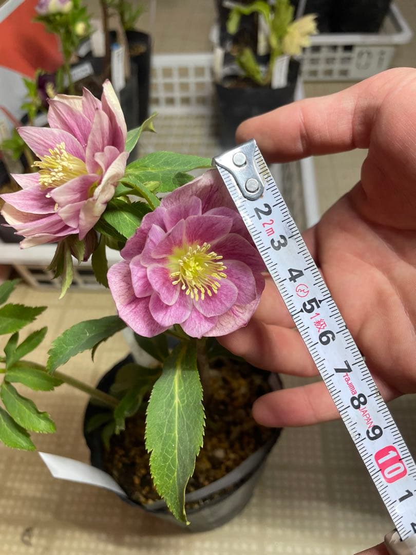 加藤農園 グロッシーカラー クリスマスローズ