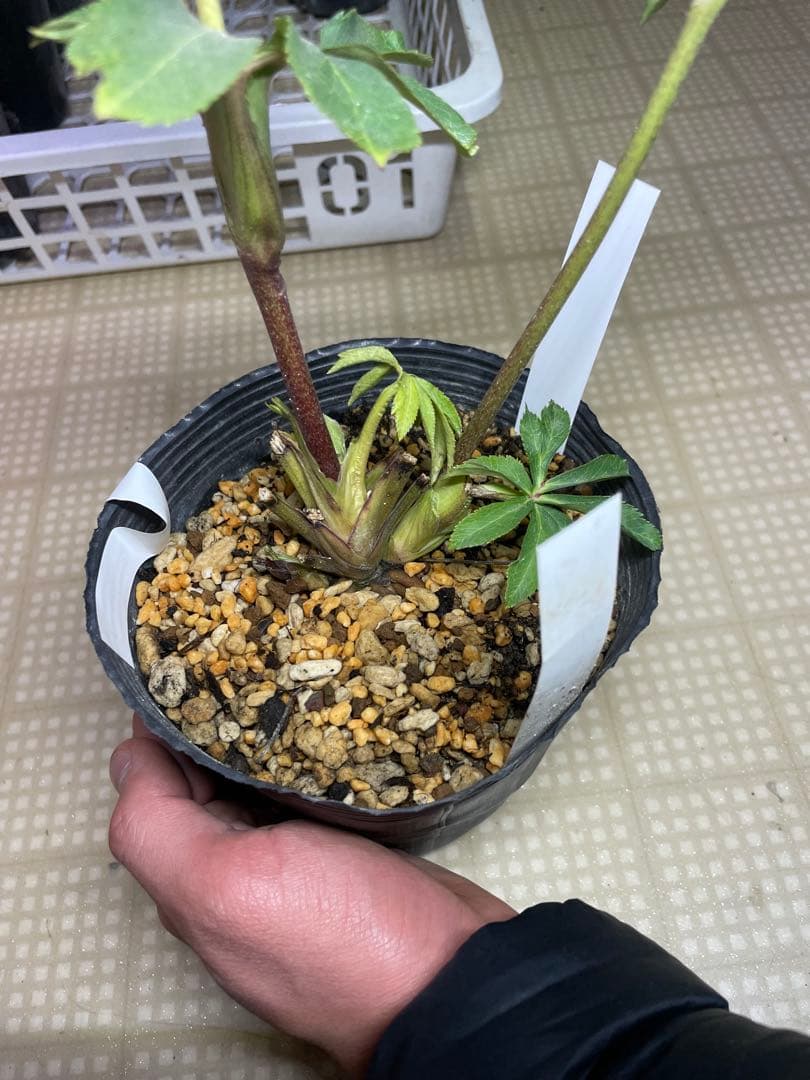 加藤農園 グロッシーカラー クリスマスローズ