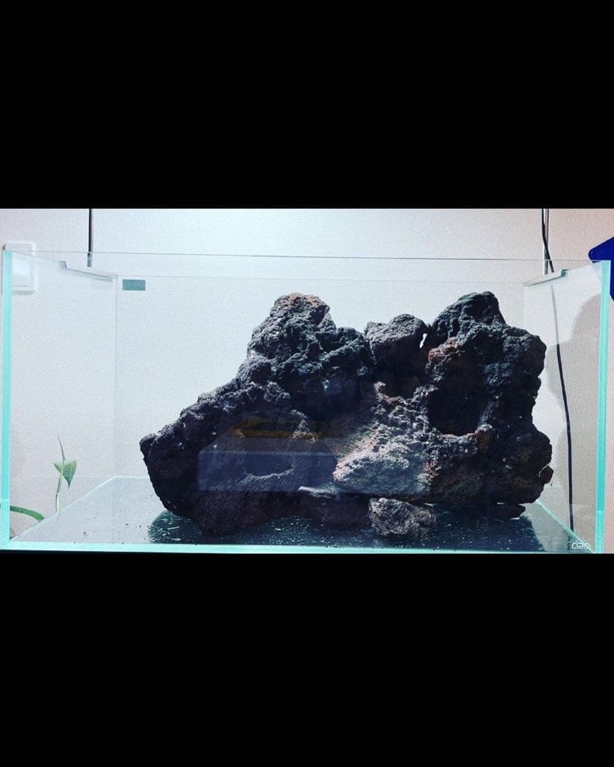 ADA 雲山石 特寸サイズ 2個セット