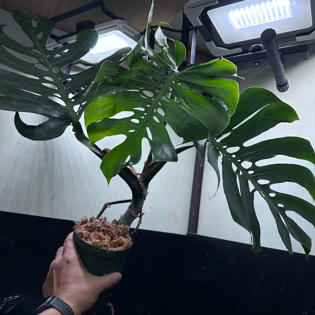 T*K様 モンステラデリシオーサマクロコズム超希少系統鉢植え56㎝