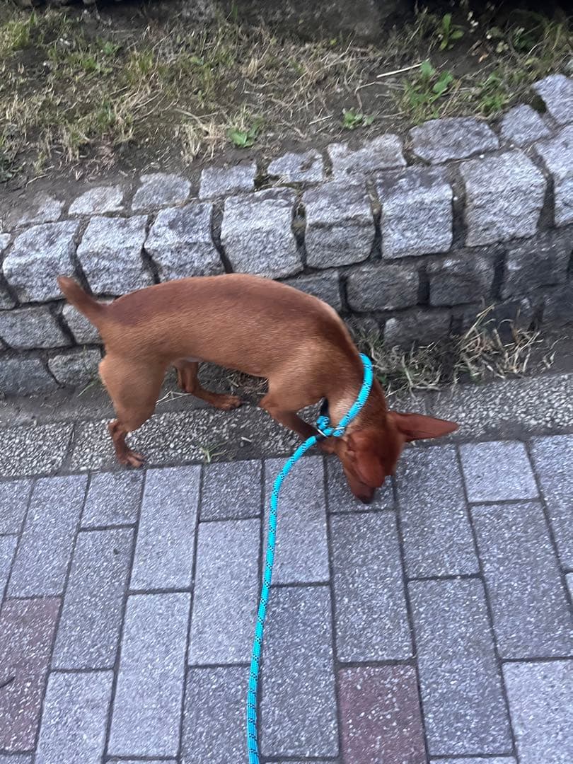 フェルト　ミニチュアピンシャー  Leo クプラウ専様用