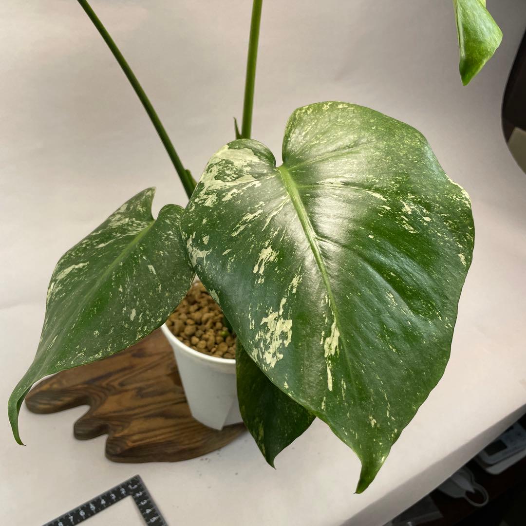 ア*)様 L009ホワイトモンスター 天津蘭 モンステラ斑入り