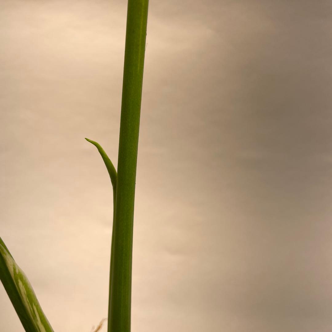 ア*)様 L009ホワイトモンスター 天津蘭 モンステラ斑入り