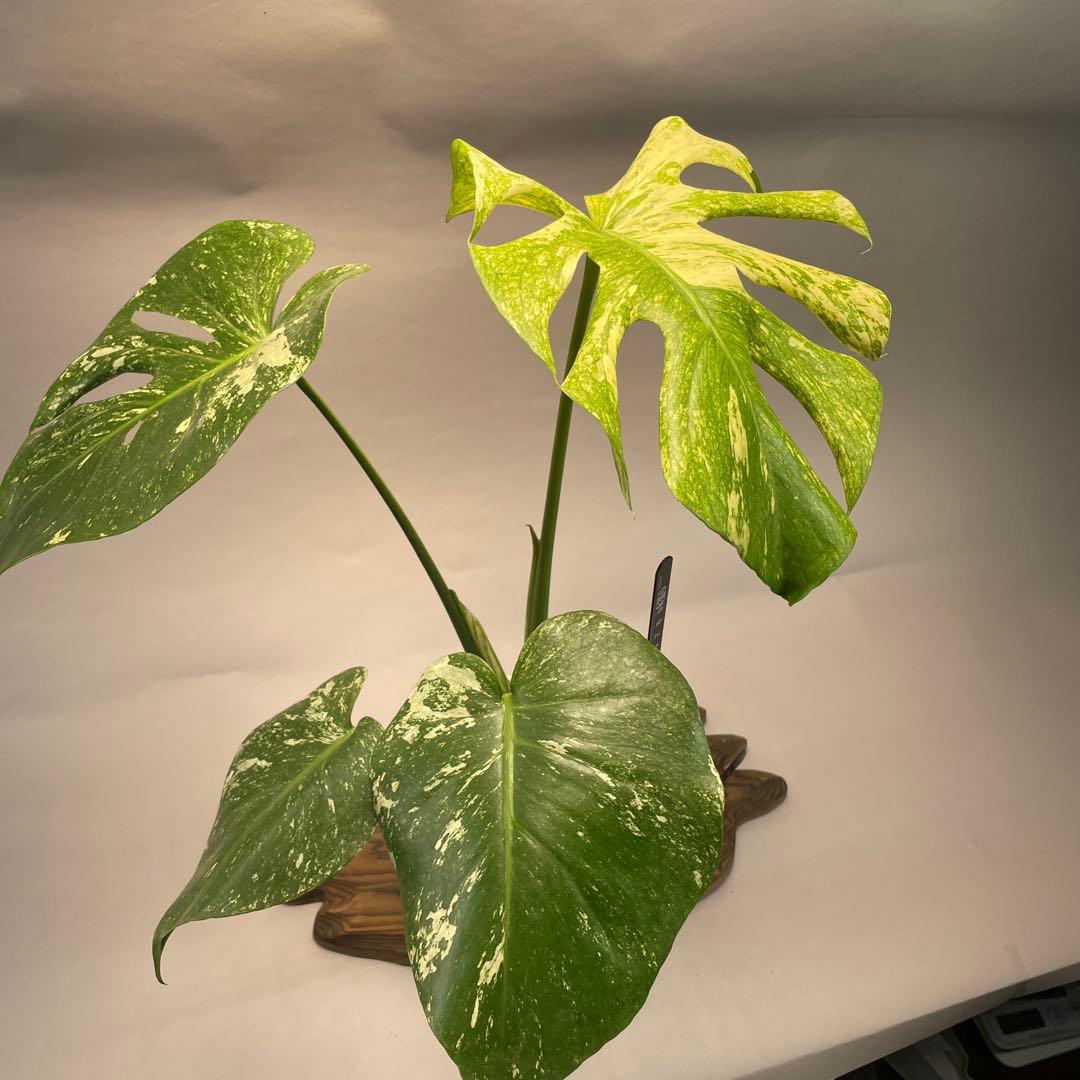 ア*)様 L009ホワイトモンスター 天津蘭 モンステラ斑入り