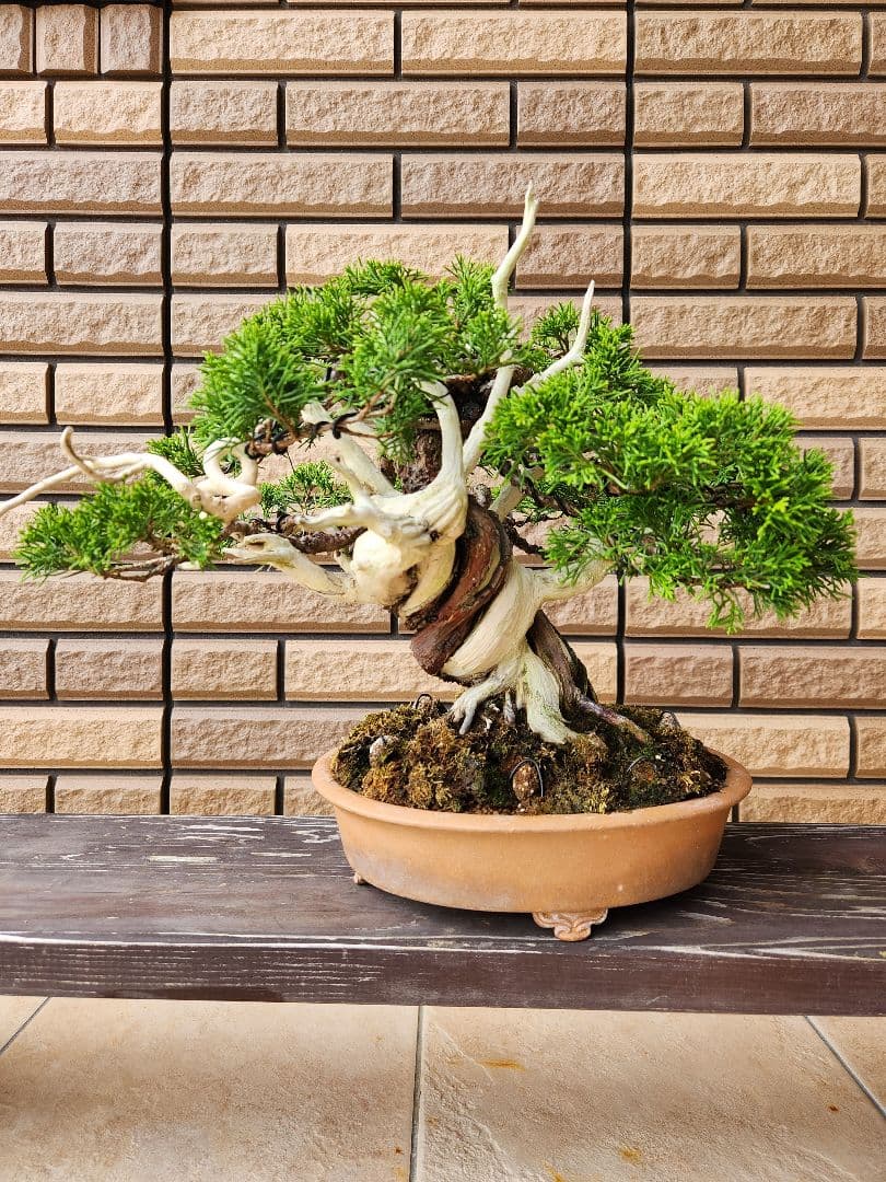 盆栽　真柏　盆栽鉢　苔