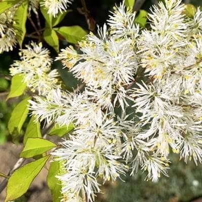 《現品》アオダモ　株立ち　樹高1.0ｍ（根鉢含まず）62【庭木/苗木/バット】