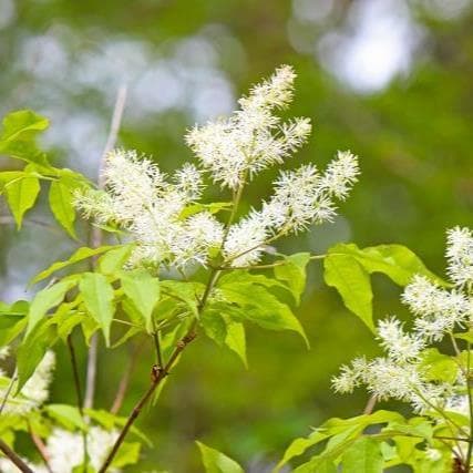 《現品》アオダモ　株立ち　樹高1.0ｍ（根鉢含まず）62【庭木/苗木/バット】