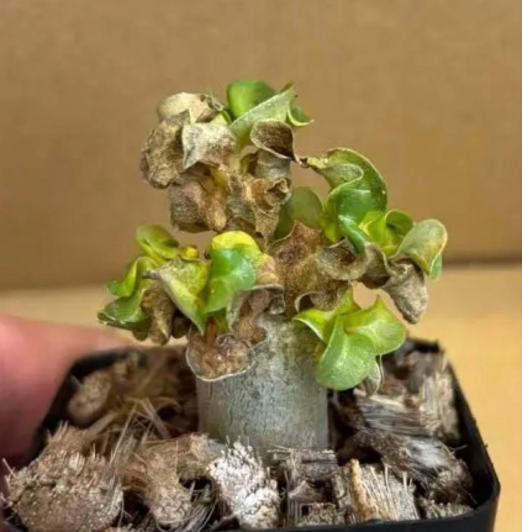 おりーぶ様確認用