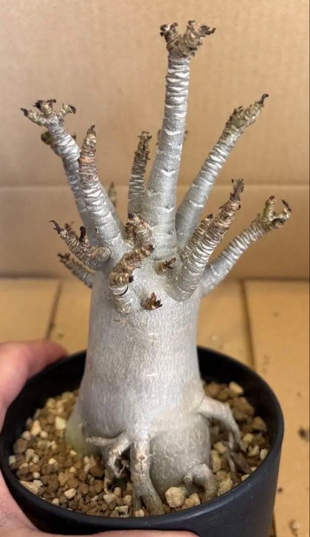 おりーぶ様確認用