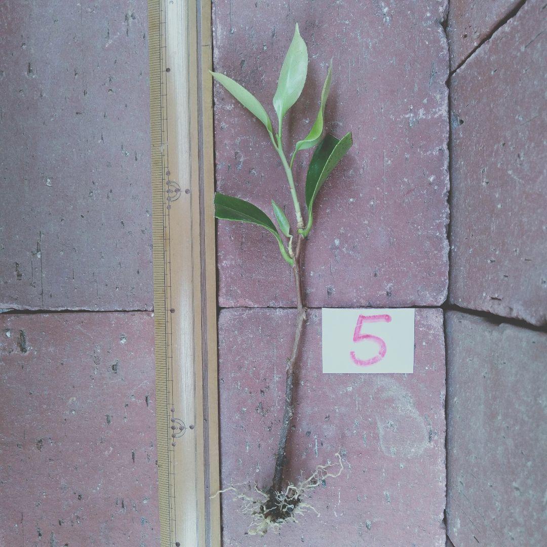 27●１５cm１本紅乙女椿根付発根苗　①送料込￥750［251224］