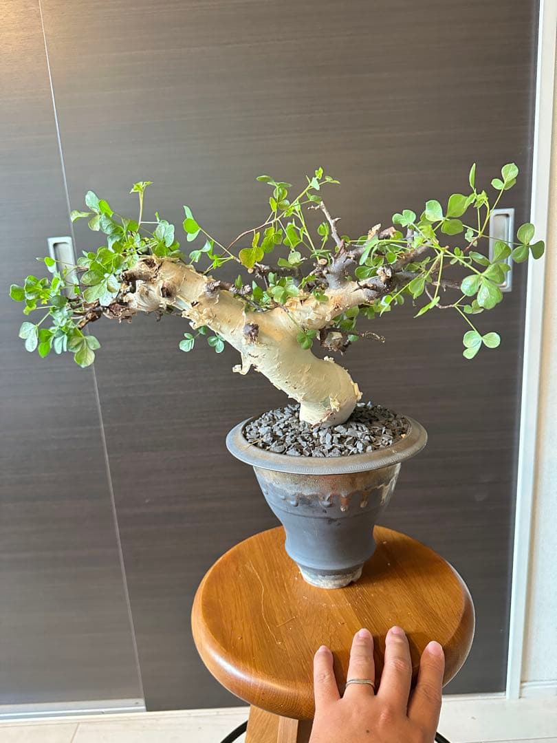 ぶ*た様 コミフォラ ピュア カタフ 極美株